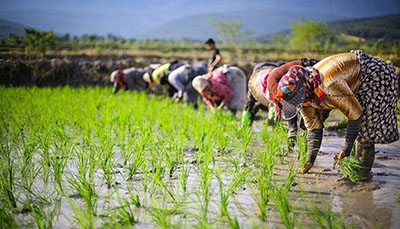 دانستنیهای ضروری در مورد زراعت برنج